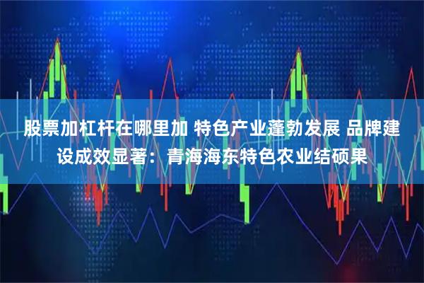 股票加杠杆在哪里加 特色产业蓬勃发展 品牌建设成效显著：青海海东特色农业结硕果
